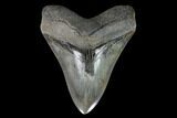 Glossy, Fossil Megalodon Tooth - South Carolina #126445-1